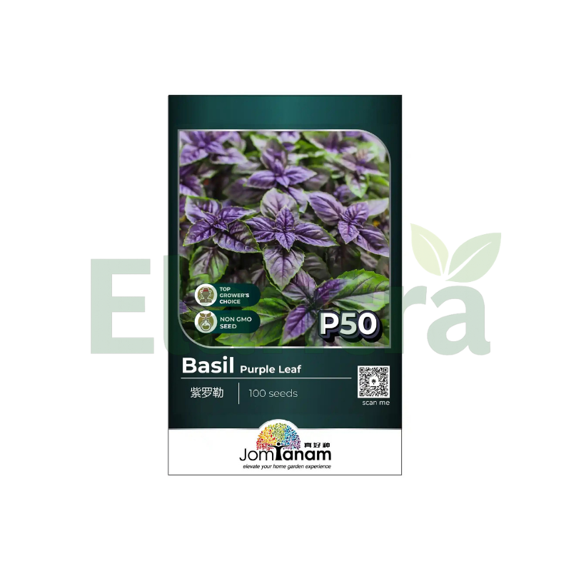 P50 BASIL PURPLE LEAF